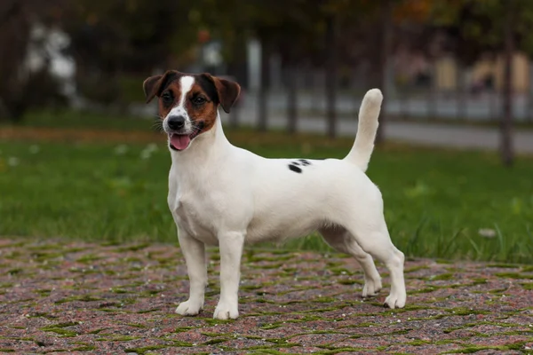 Színű Kisállat Szabadban Fiatal Jack Russell Terrier Kiskutya Áll Városi — Stock Fotó