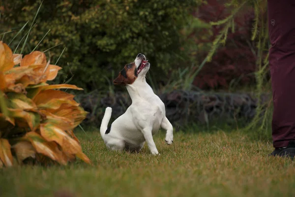 跳跃的宠物 后腿上的狗 在秋天的公园里跳舞的杰克罗素泰勒 — 图库照片