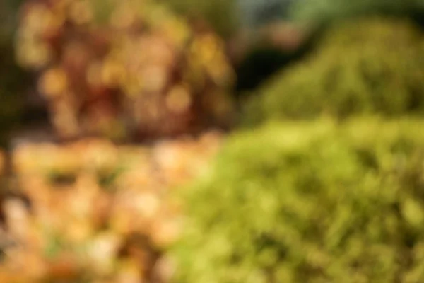 Θολή Εικόνα Του Φθινοπώρου Πάρκο Μπλε Γούνα Φωτεινό Φόντο Πτώσης — Φωτογραφία Αρχείου