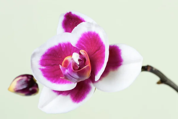 Fiori del Orchid — Foto Stock