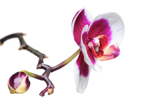 Fiori del Orchid — Foto Stock