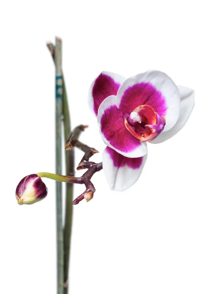 Fiori del Orchid — Foto Stock