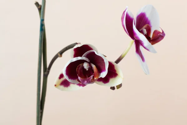 Fiori del Orchid — Foto Stock