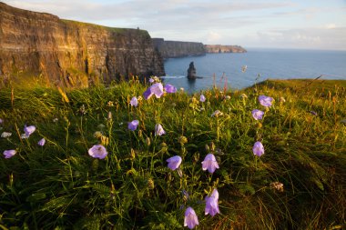 Cliffs of Moher with Wild flowers. clipart