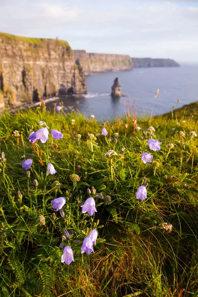 Falaises de Moher avec des fleurs sauvages . — Photo