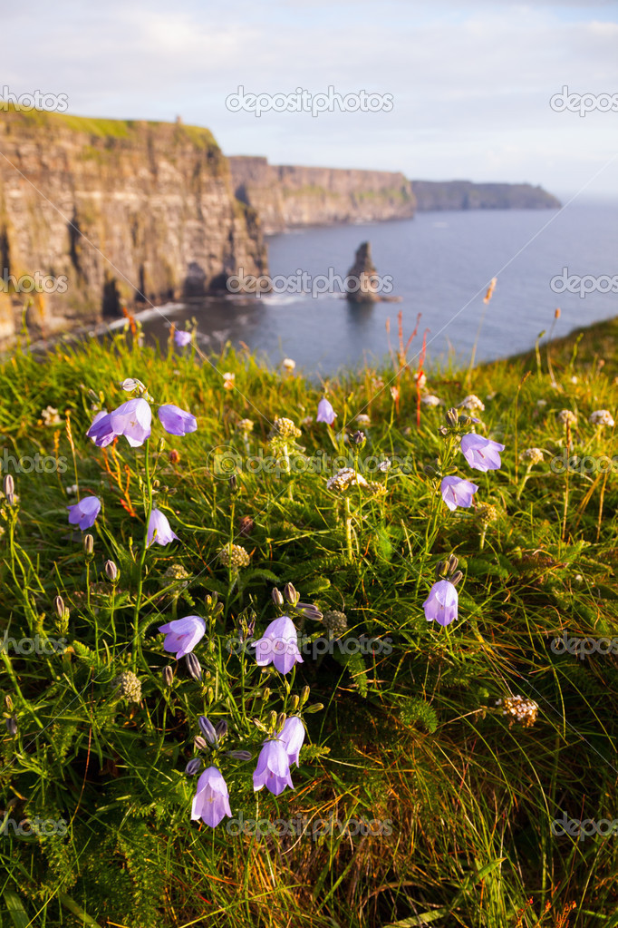 Cliffs of Moher with Wild flowers.