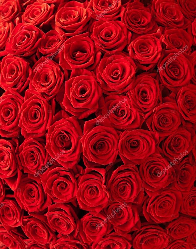 Roses background Stock Photo by ©gilmanshin 12466832