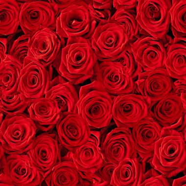 Roses background. clipart