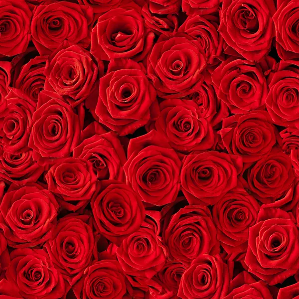 Rosas fundo . — Fotografia de Stock