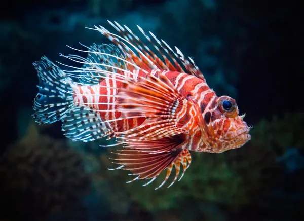 Pesce leone — Foto Stock