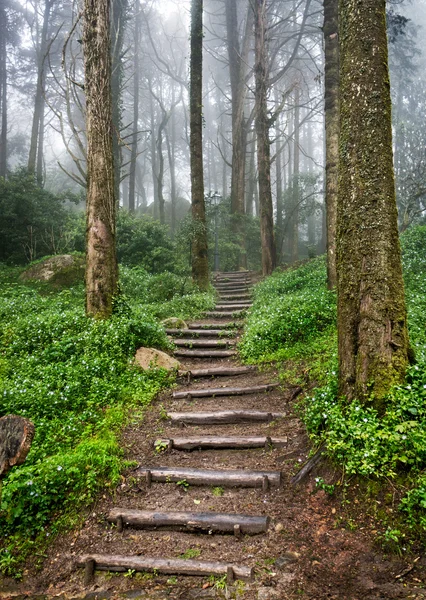 Forest path — Stock Photo, Image