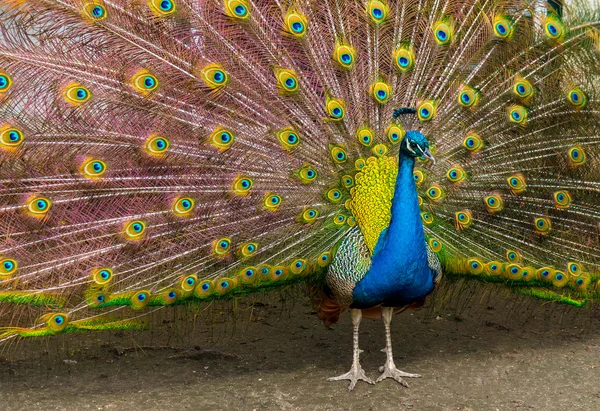 Retrato de pavo real con plumas hacia fuera —  Fotos de Stock