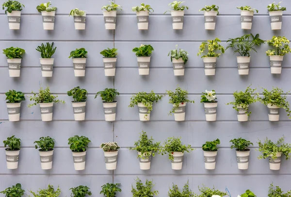 Pequenas plantas na parede — Fotografia de Stock