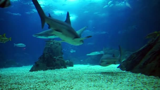 Tiburón arrecife gris — Vídeo de stock