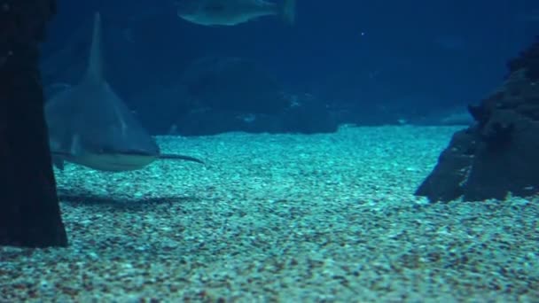 Grey Reef Shark — Stock Video