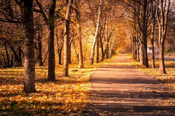 Höst skog — Stockfoto