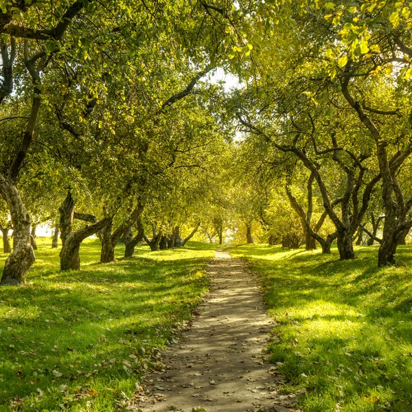 Foresta verde — Foto Stock