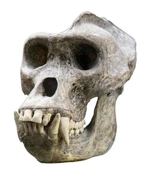 Gorilla skull — Stock Photo, Image