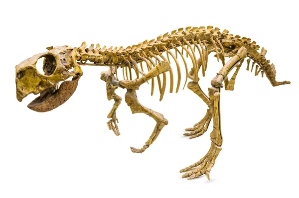 Scheletro di Psittacosaurus — Foto Stock