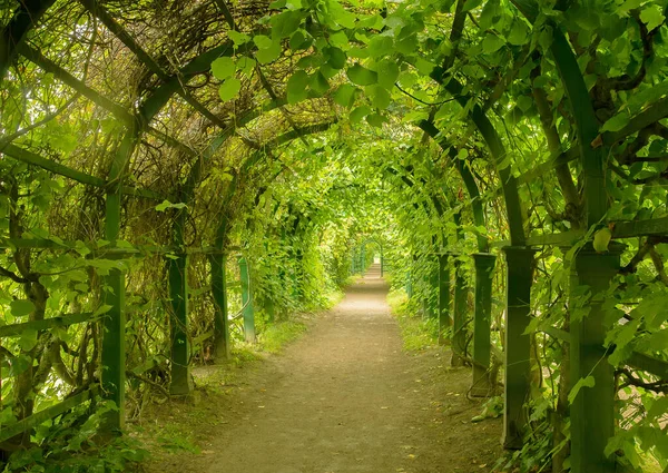 新鲜春叶中的绿色隧道。通往自然景观的道路。美丽公园花园的自然背景 图库图片