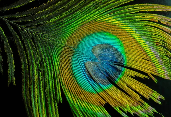 Colorful and Artistic closeup of Peacock Feather. Abstract macro peafowl feather, multicolored exotic bird 图库照片