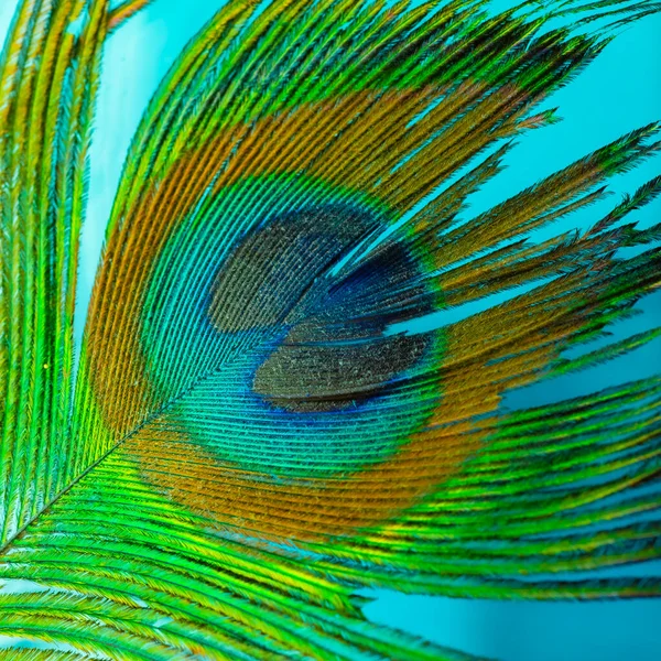 Colorful and Artistic closeup of Peacock Feather. Abstract macro peafowl feather, multicolored exotic bird 图库图片