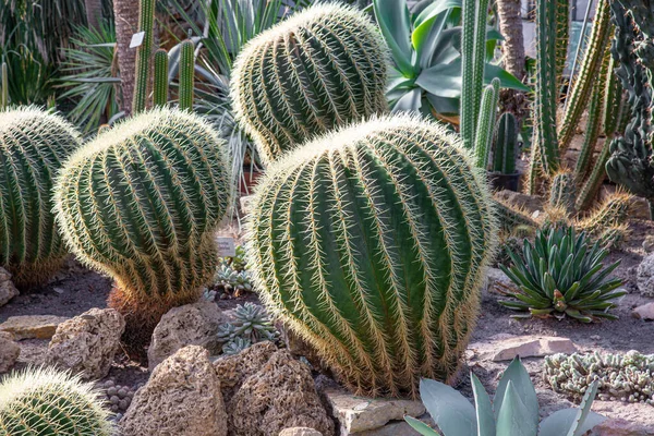 Hermoso cactus verde primer plano con pequeños cactus en el fondo. Fondo jardín botánica —  Fotos de Stock