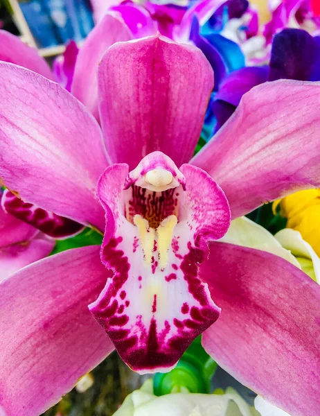Közeli kép a gyönyörű rózsaszín orchidea virág — Stock Fotó