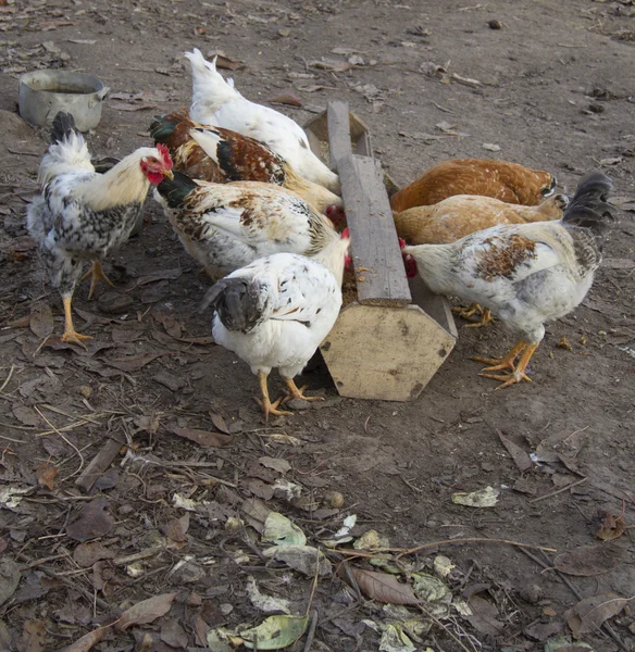 Tavukları yalak içinde — Stok fotoğraf