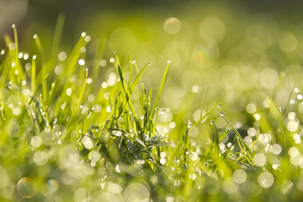 Close up of grass — Stock Photo, Image