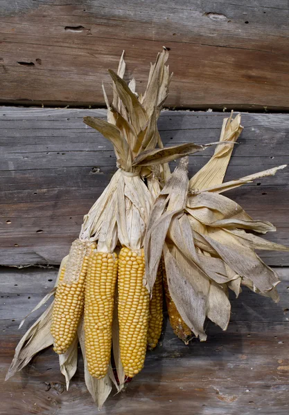 Dry corn — Stock Photo, Image