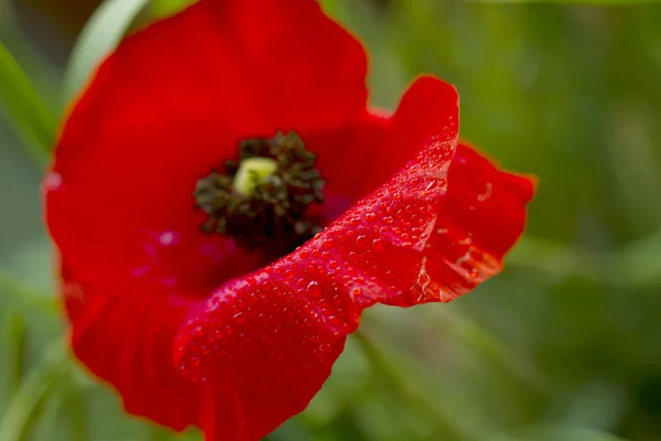 Poppy flower closeup — Stock Photo, Image