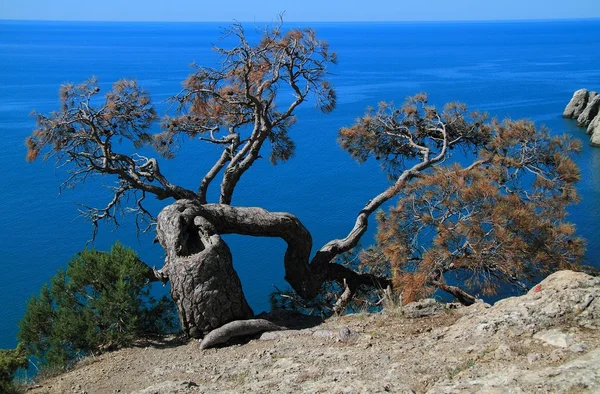 Paisaje marino — Foto de Stock