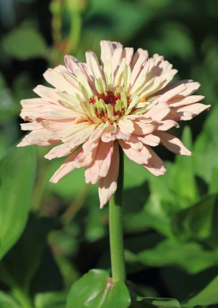 Zinnia — Stock Photo, Image