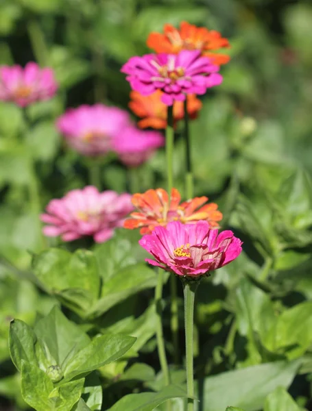 Zinnia — Stock Photo, Image