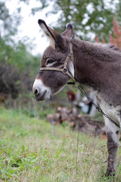 Donkey — Stock Photo, Image