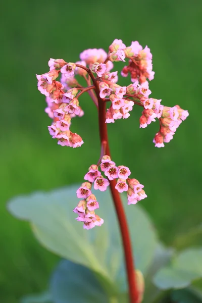 Bergenia crassisfolia — стоковое фото