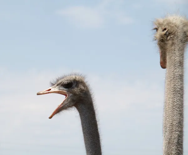 Strauß-Porträt — Stockfoto