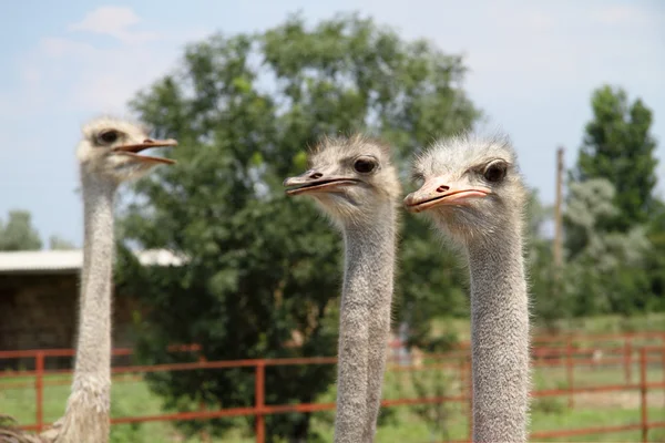 Struisvogel — Stockfoto