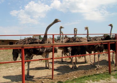 devekuşu
