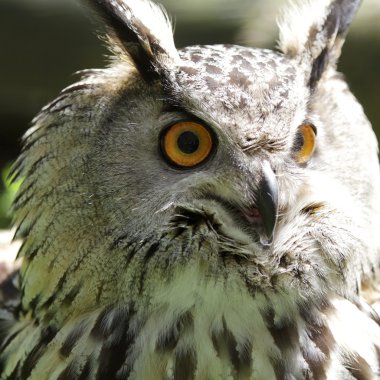 Kartal baykuş