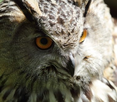 Kartal baykuş