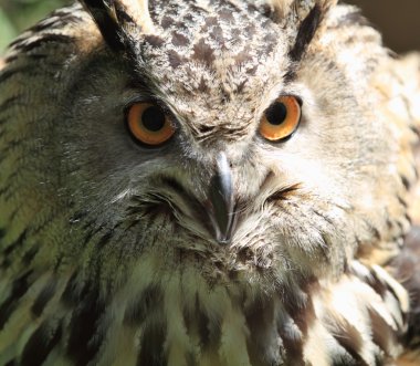 Kartal baykuş