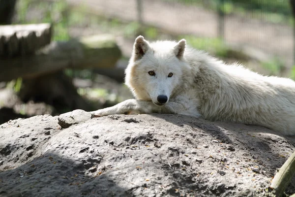 Lobo polar — Fotografia de Stock