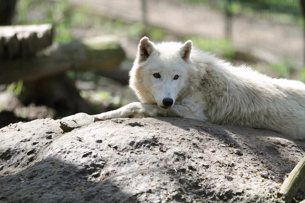 Polar wolf — Stockfoto