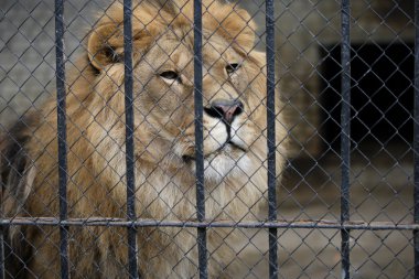 Aslan