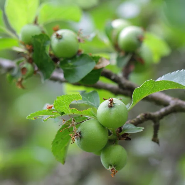 Apples — Stock Photo, Image