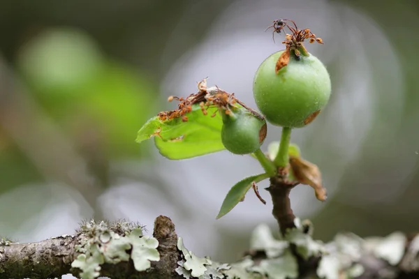 Appelen — Stockfoto