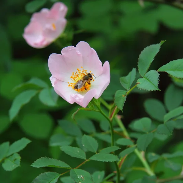 Rosa. — Foto de Stock