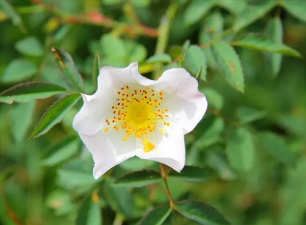 Rosa Rose — Stockfoto